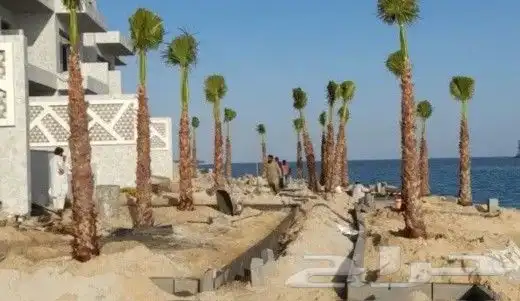 قشع نخيل وغرس 12