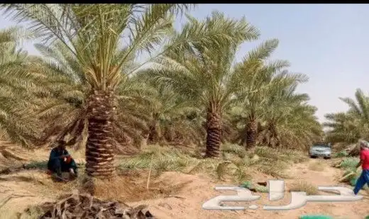قشع نخيل وغرس 7