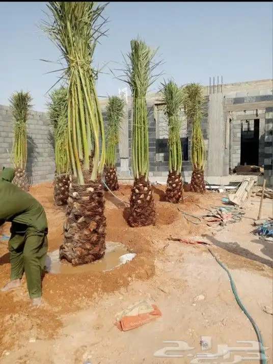 قشع نخيل وغرس 17