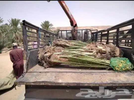 قشع نخيل وغرس 16