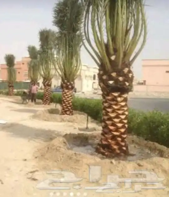قشع نخيل وغرس 19