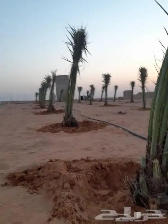 قشع نخيل وغرس 11