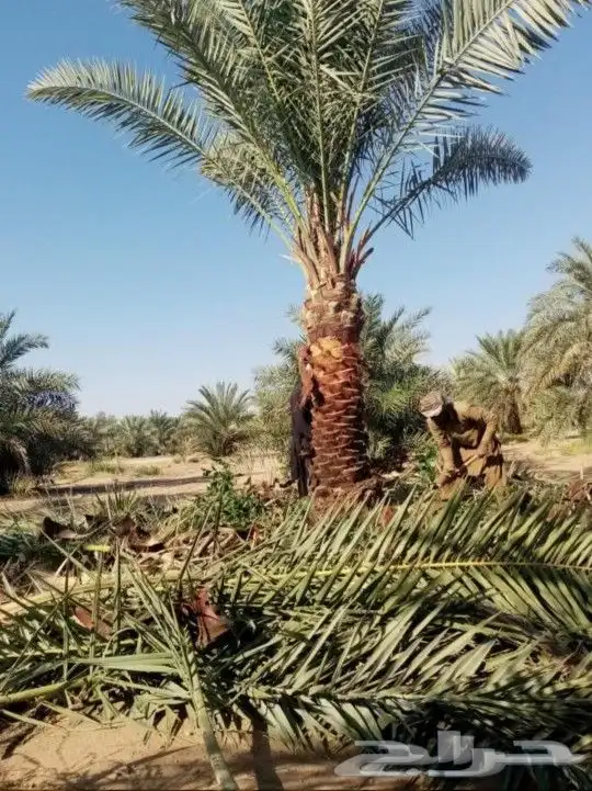 قشع نخيل وغرس 10