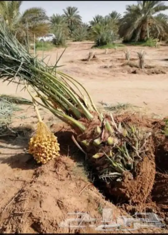 قشع نخيل وغرس 4