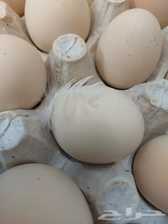بيض بلدي تغذية وتربية طبيعية 5
