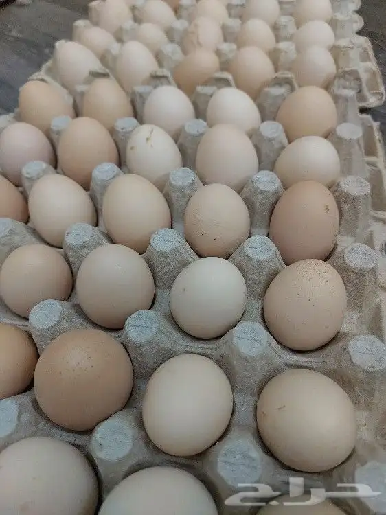 بيض بلدي تغذية وتربية طبيعية 4