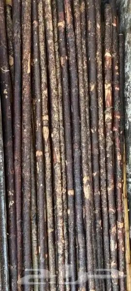 عصي مزمار النوع لوز وخرنوب مصري وقصب مصري وبومب هندي 42