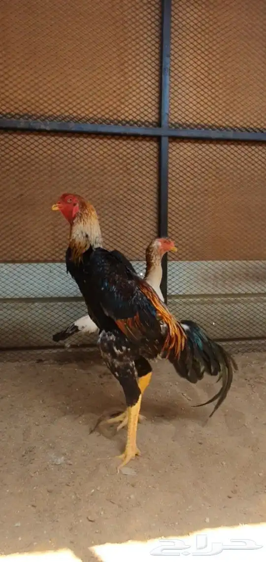 شامو ياباني ( تم البيع ) 0