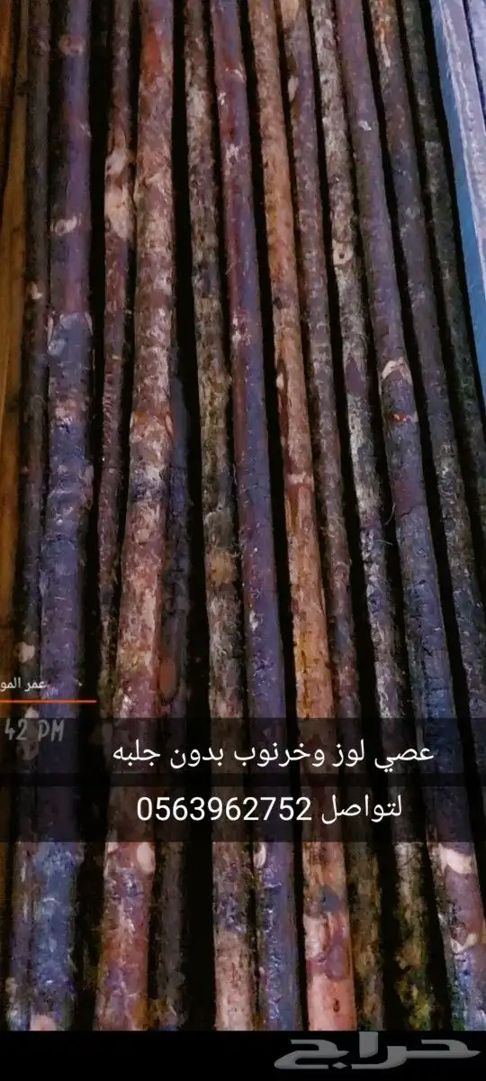 عصي مزمار النوع لوز وخرنوب مصري وقصب مصري وبومب هندي 20