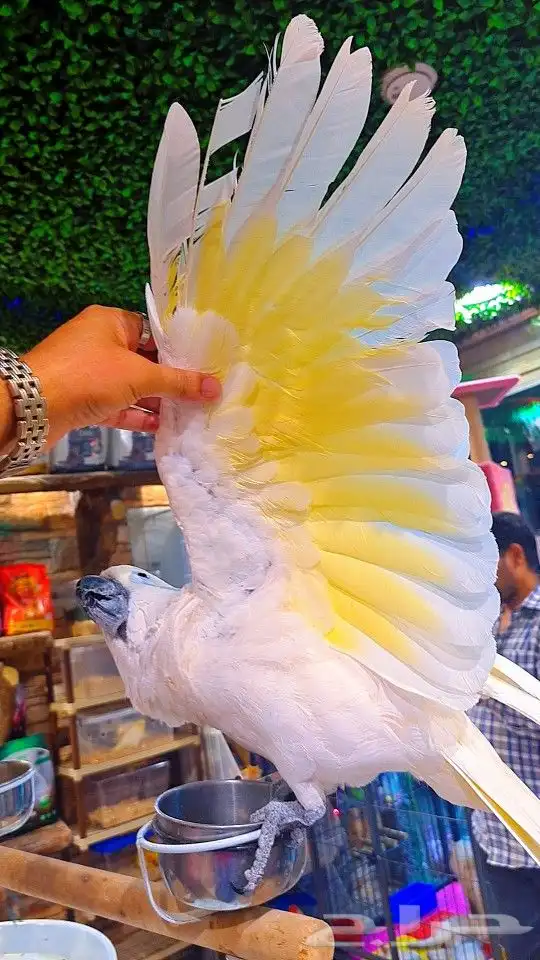 كوكاتو امبريلا متكلم جرئي جدا جدا (تم البيع ) 8