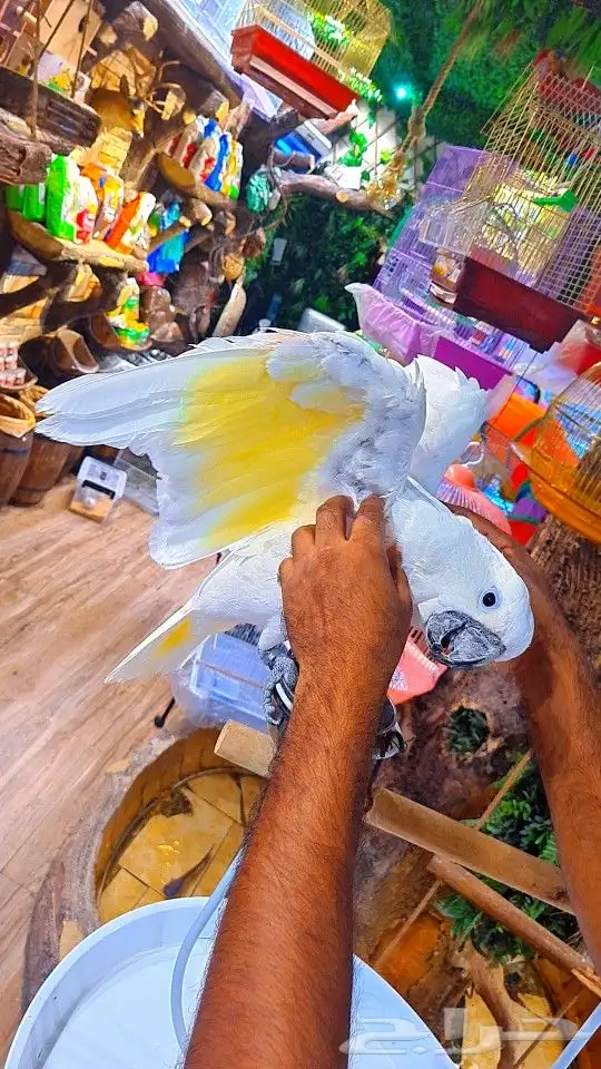 كوكاتو امبريلا متكلم جرئي جدا جدا (تم البيع ) 9