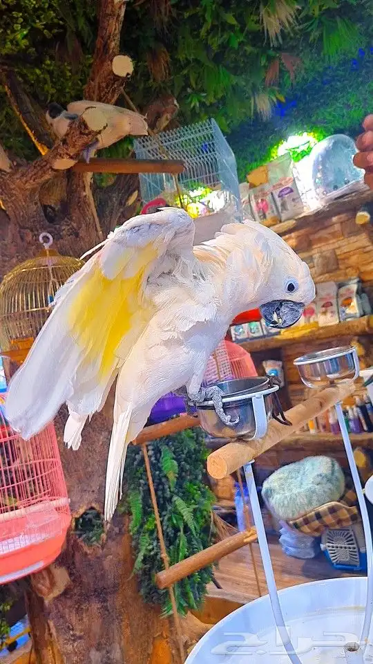 كوكاتو امبريلا متكلم جرئي جدا جدا (تم البيع ) 12