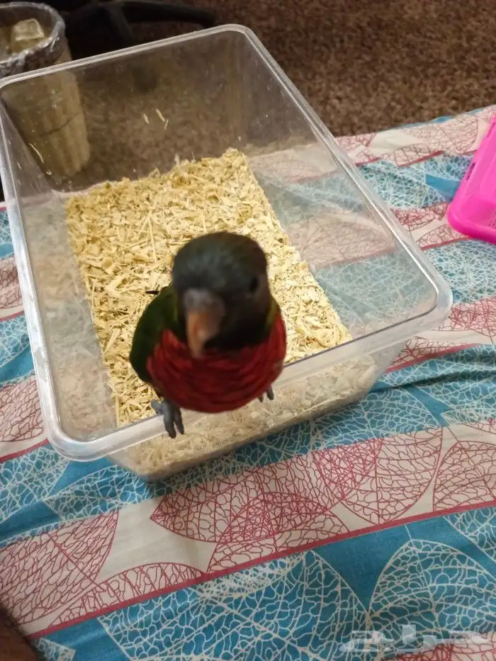 فرخ لوري اليف 5