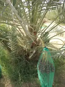 جميع انواع النخل المثمر والزينه 9