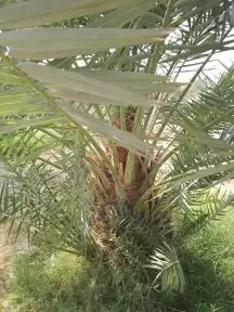 جميع انواع النخل المثمر والزينه 10