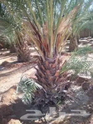 جميع انواع النخل المثمر والزينه 5