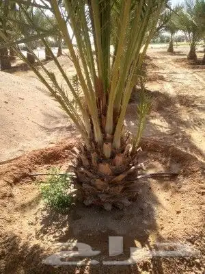جميع انواع النخل المثمر والزينه 8