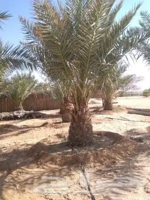 جميع انواع النخل المثمر والزينه 7