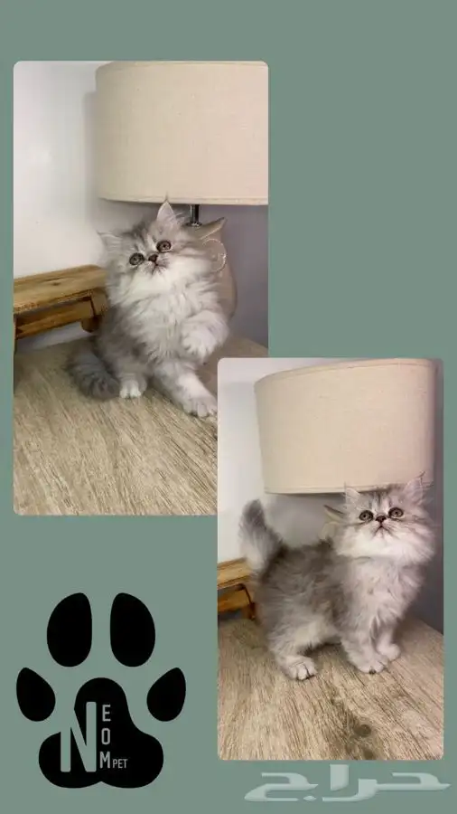قطط للبيع كيتن سكوتش هملايا شيرازي بيكي فيس انثى ذكر قطه قط 3