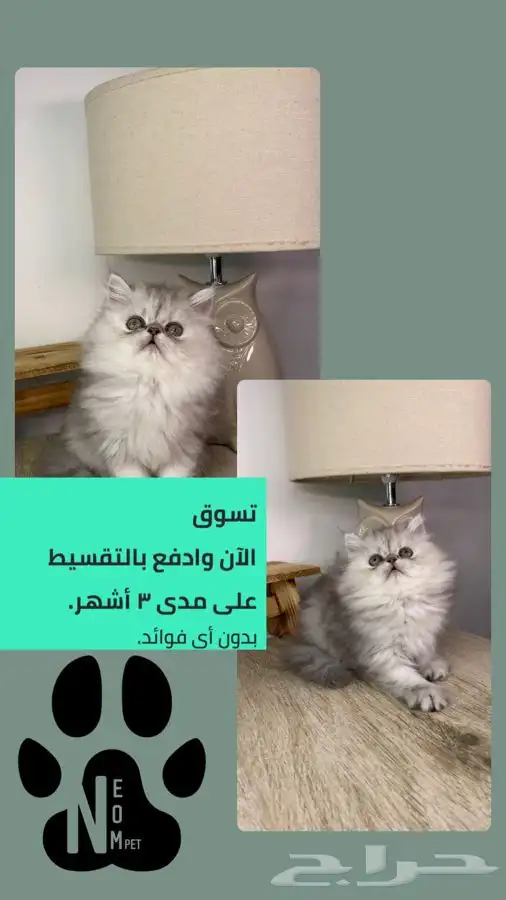 قطط للبيع كيتن سكوتش هملايا شيرازي بيكي فيس انثى ذكر قطه قط 1