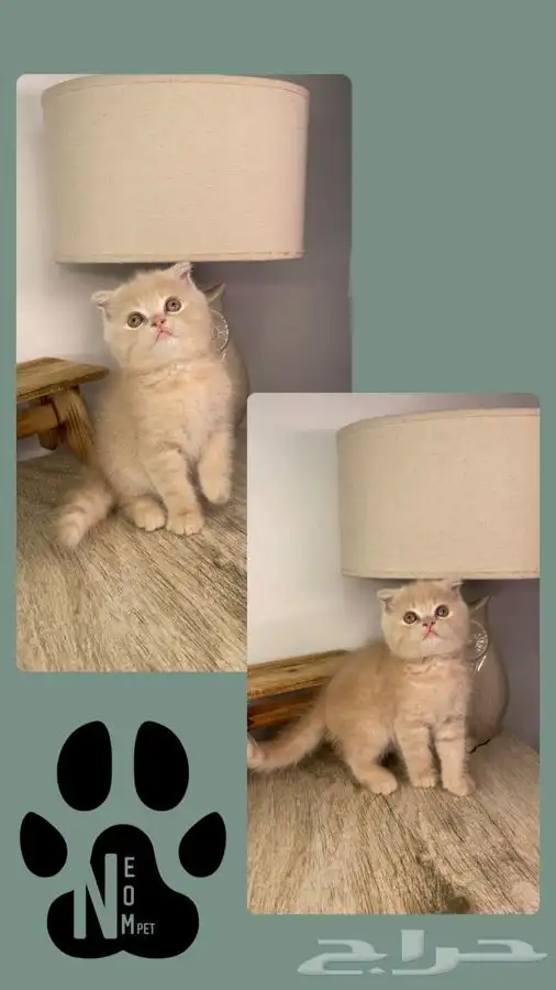 قطط للبيع كيتن سكوتش هملايا شيرازي بيكي فيس انثى ذكر قطه قط 2