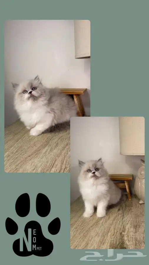 قطط للبيع كيتن سكوتش هملايا شيرازي بيكي فيس انثى ذكر قطه قط 5