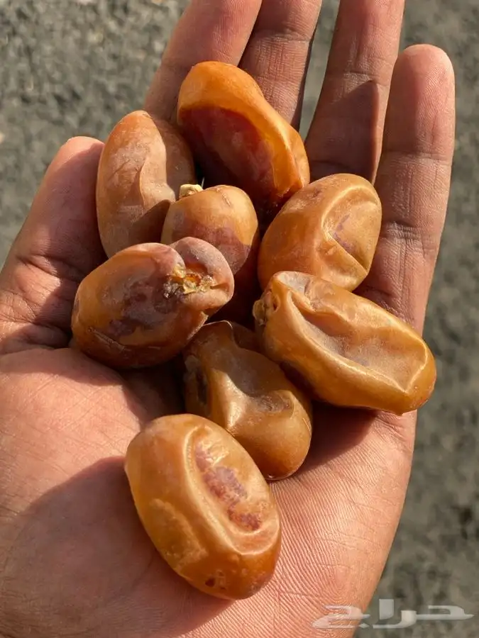 ضيافة الزامل قهوجي صبابين آلموقع الأحساء والخبر والدمام 1