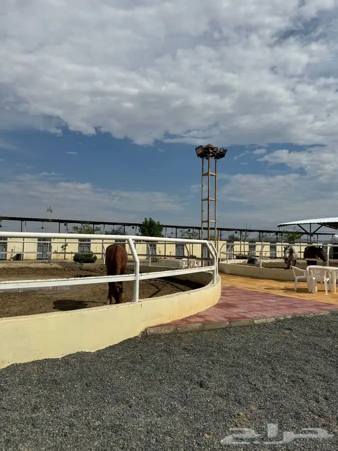 مربط ايواء خيل ايجار غرف بوايك بواديك اسطبل خيول فرس حصان 53