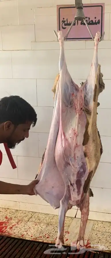 ذبايح تربايه سواكني نظيفه شرط باسعار رمزيه 4