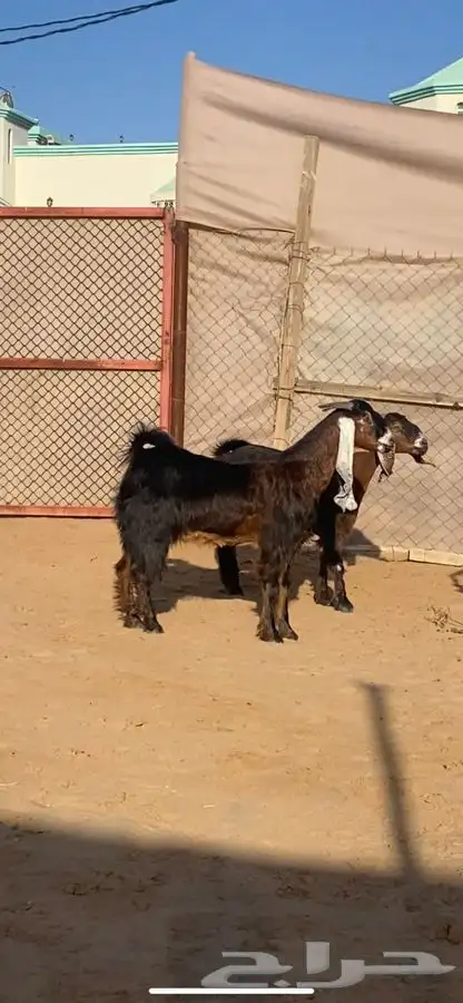 عنزين دفيع ( تم البيع) 0