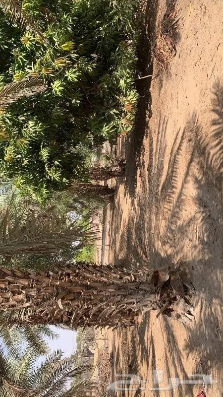 مزرعه في محافضة املج 2