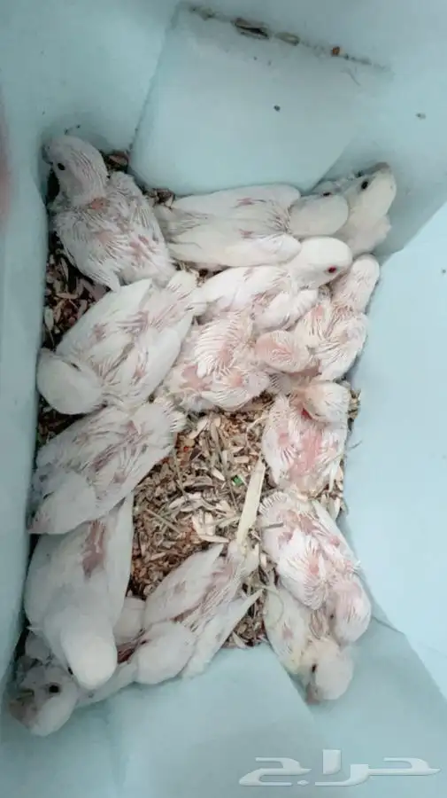 فروخ روز البينو غر 3