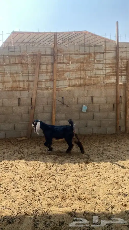 جفره عارضيه 0