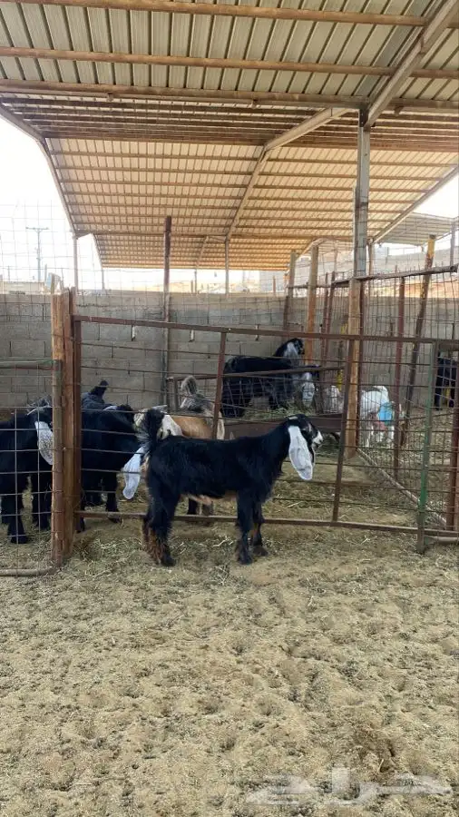 جفره عارضيه 3