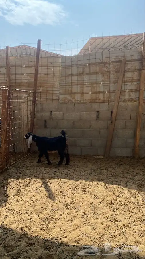 جفره عارضيه 1