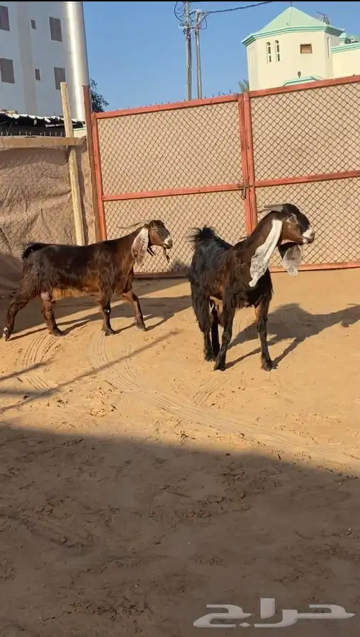 عنزين دفيع ( تم البيع) 2