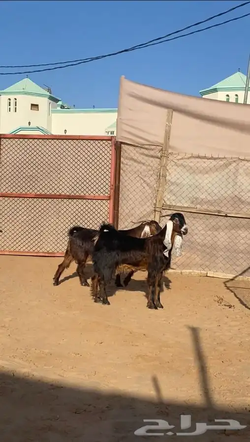 عنزين دفيع ( تم البيع) 1