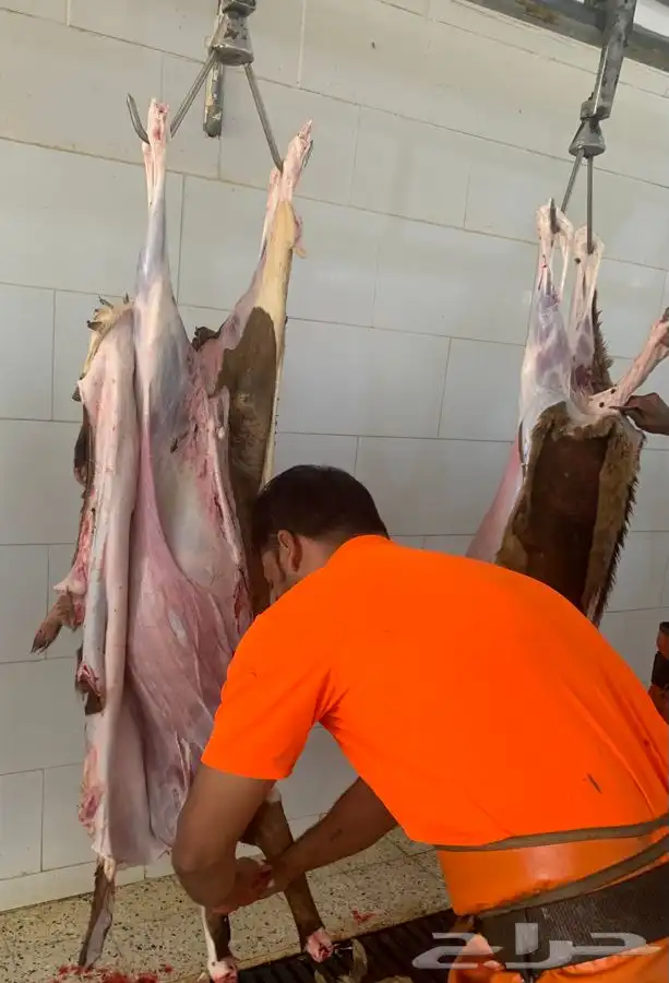 ذبايح تربايه سواكني نظيفه شرط باسعار رمزيه 3