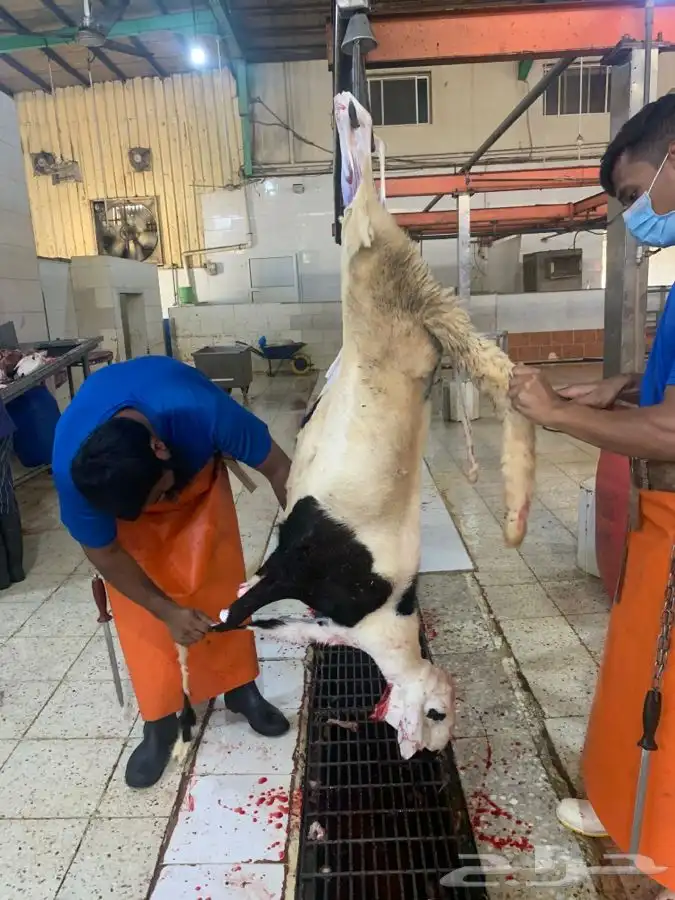 ذبايح تربايه سواكني نظيفه شرط باسعار رمزيه 9