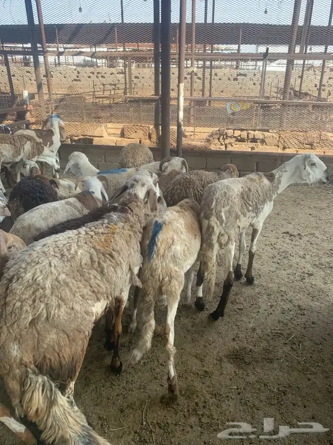 ذبايح تربايه سواكني نظيفه شرط باسعار رمزيه 2