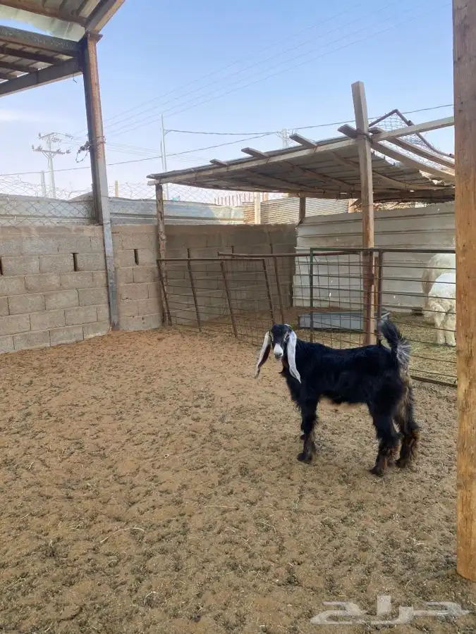 جفره عارضيه 2