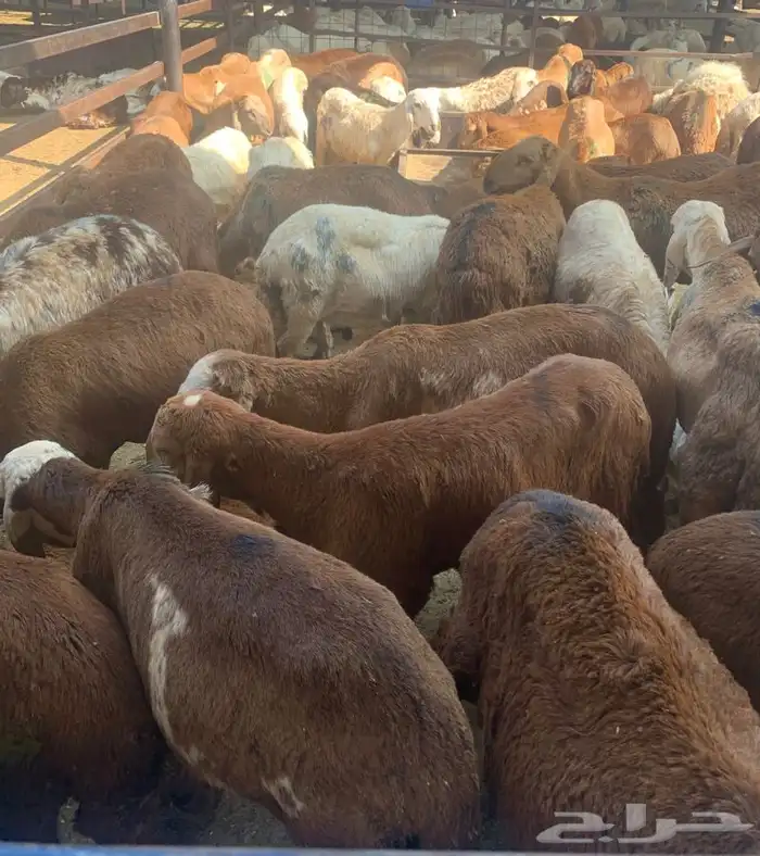 ذبايح تربايه سواكني نظيفه شرط باسعار رمزيه 1