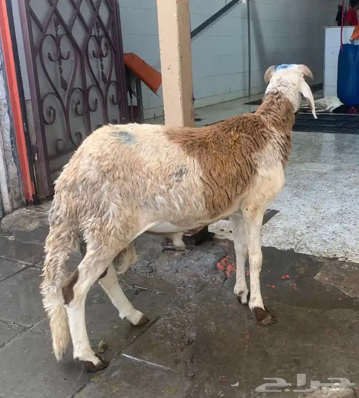 ذبايح تربايه سواكني نظيفه شرط باسعار رمزيه 0