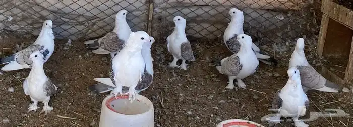 حمام حب رمان للبيع 6