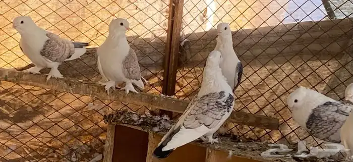 حمام حب رمان للبيع 5