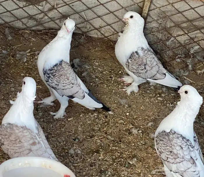 حمام حب رمان للبيع 2