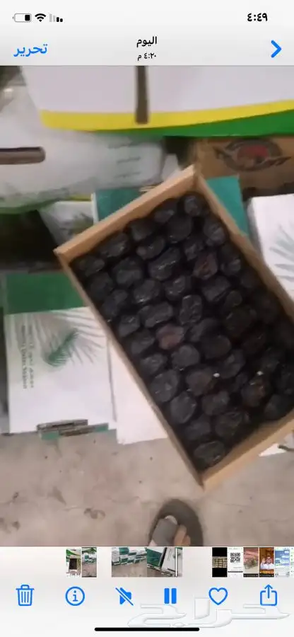 عجوه فاخرره حبه كبيره 31