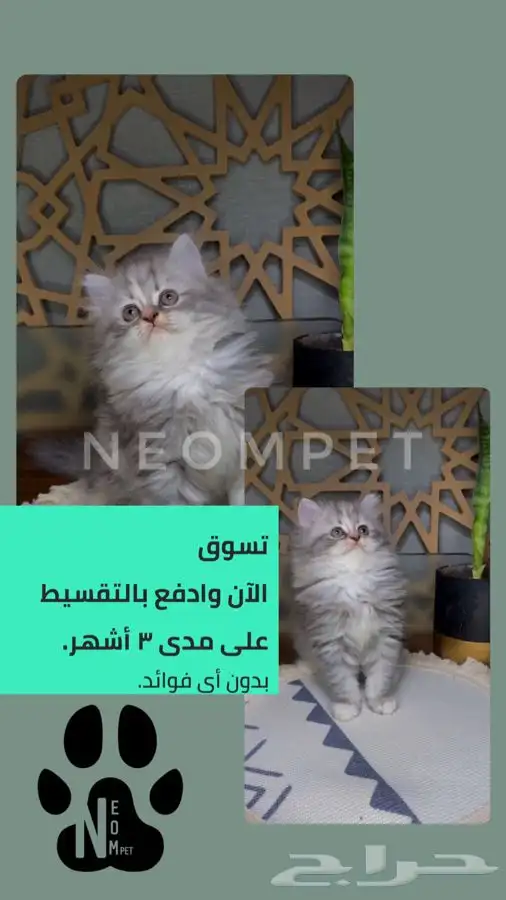 كيتن قطه بسه قطوه قطط للبيع قطط الخرج شيرازي سكوتش هملايا 1