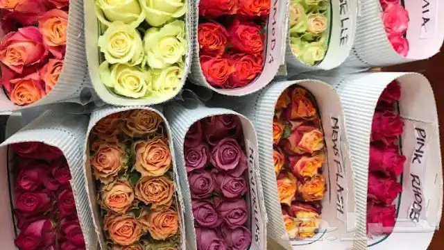 ورد بالجمله 27 ريال 10 وردات عرض خاص 1