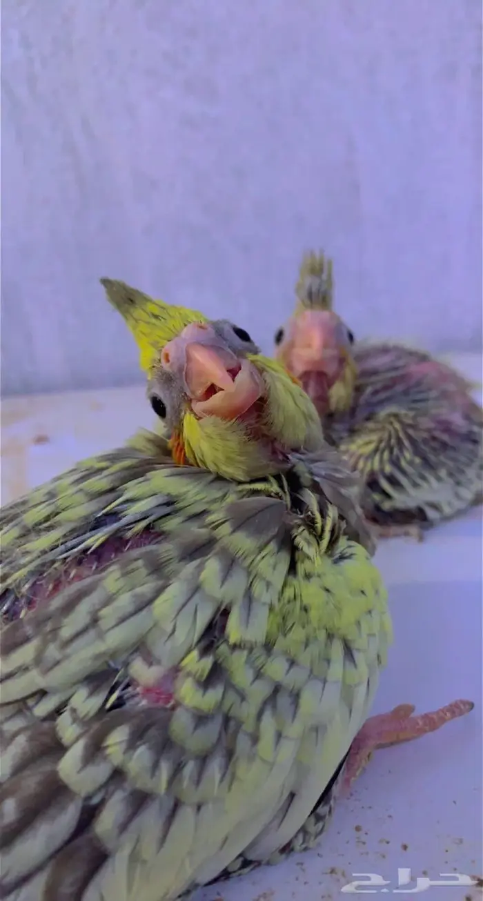 ( تم البيع )فروخ كروان فراشه القريات 1